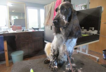 Hundesalon alt for hunden - før og efter Melvin