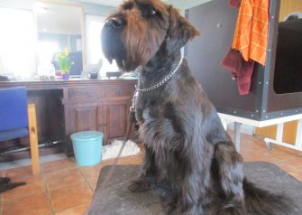 Hundesalon alt for hunden - før og efter Thor