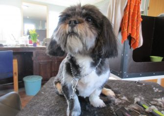 Hundesalon alt for hunden - før og efter Buster