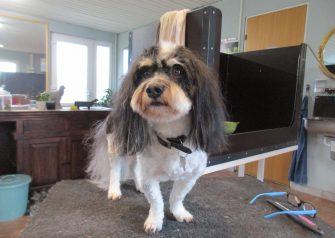 Hundesalon alt for hunden - før og efter Togan