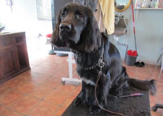 Hundesalon alt for hunden - før og efter Joey