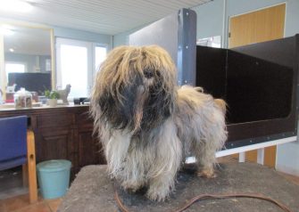 Hundesalon alt for hunden - før og efter Aslan