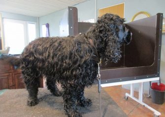 Hundesalon alt for hunden - før og efter Luka