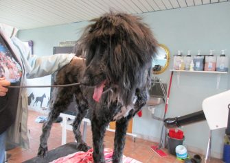 Hundesalon alt for hunden -Mufti