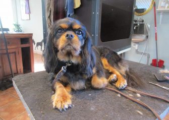 Hundesalon alt for hunden - Cheila