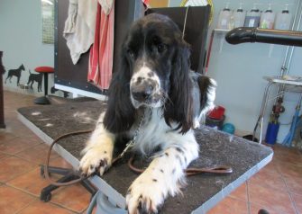 Hundesalon alt for hunden - Junior