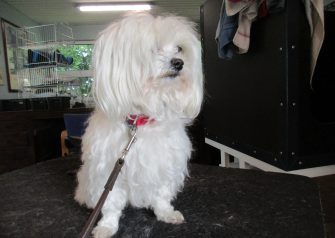 Hundesalon alt for hunden - Silver