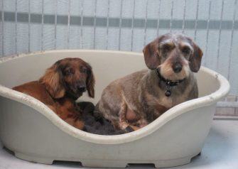 Hundesalon alt for hunden - Elvis og Mitte er blevet sommerklippet