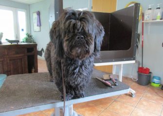 Hundesalon alt for hunden - Bazzi