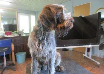 Hundesalon alt for hunden - Thor