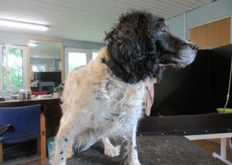 Hundesalon alt for hunden - Chillie