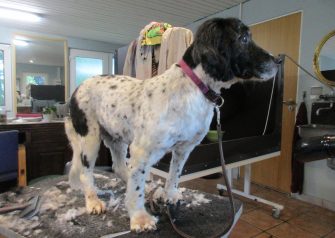 Hundesalon alt for hunden - Chillie