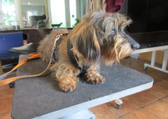 Hundesalon alt for hunden - Ras