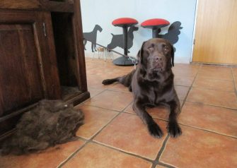 Hundesalon alt for hunden - Fie