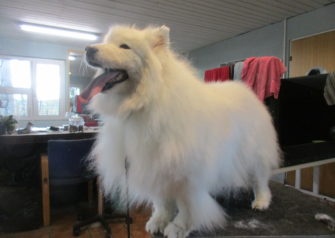 Hundesalon alt for hunden - Din hundesalon i Aalborg