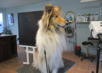 Hundesalon alt for hunden - Din hundesalon i Aalborg