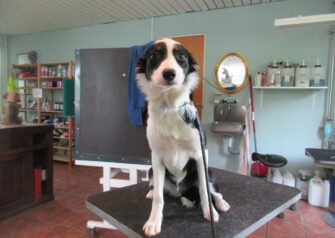 Hundesalon alt for hunden - Din hundesalon i Aalborg